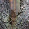 Owl Figurine for Home Decorations