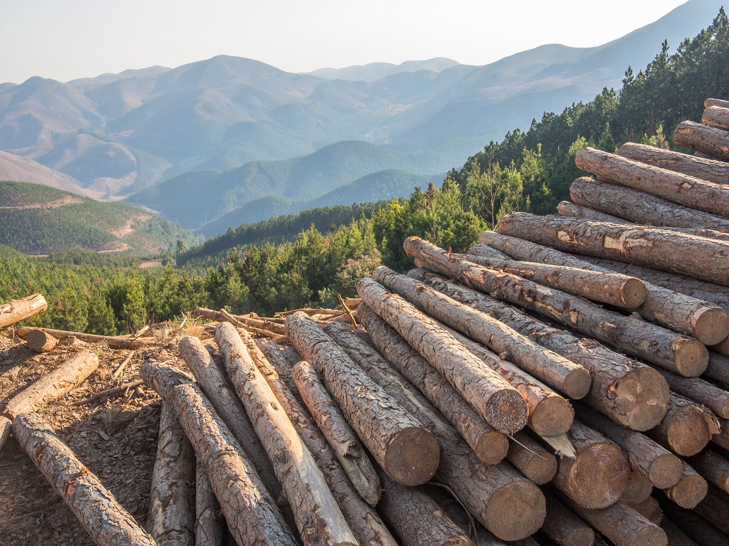 stack logs in forest