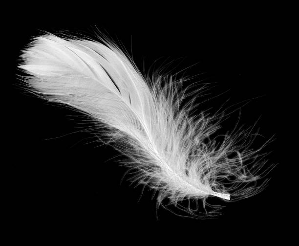 white feather
